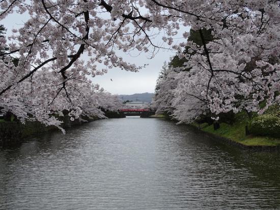 2020-4-23 松が岬公園の桜:2020/04/23 19:34