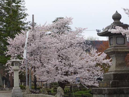 2020-4-23 上杉神社の桜:2020/04/23 19:37