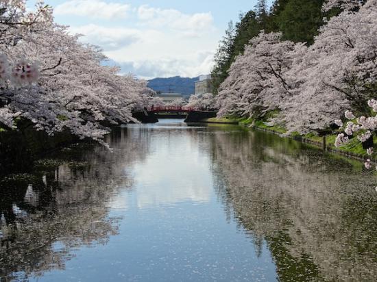 2020-4-24 上杉神社の桜:2020/04/25 08:15