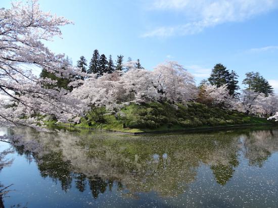 2020-4-24 上杉神社の桜:2020/04/25 08:16