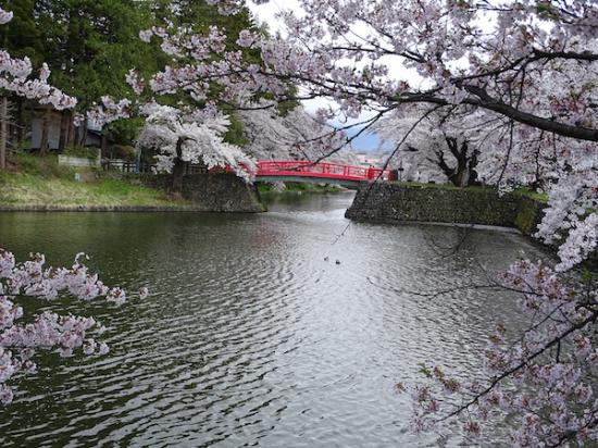 2020-4-24 上杉神社の桜:2020/04/25 08:18