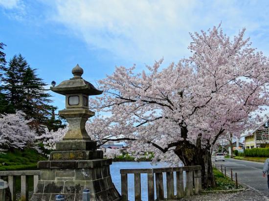 2020-4-24 上杉神社の桜:2020/04/25 08:21