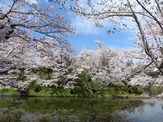 2020-4-24 上杉神社の桜:2020/04/25 08:25