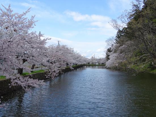 2020-4-24 上杉神社の桜:2020/04/25 08:27