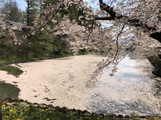 2020-4-28 上杉神社の桜:2020/04/28 11:58