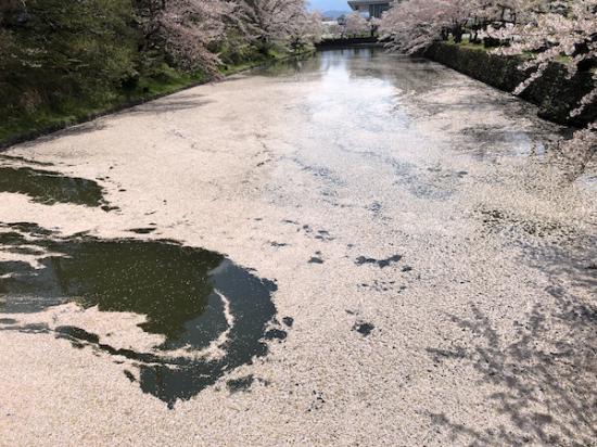 2020-4-28 上杉神社の桜:2020/04/28 11:59