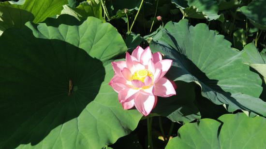 2020/08/13 09:02/上杉神社 蓮の花 咲き始めてきました。