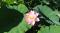 「上杉神社 蓮の花 咲き始めてきました。」画像