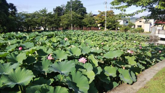 上杉神社西側:2020/08/13 09:07