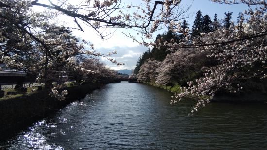 2022/04/16 14:43/松が岬公園の桜4月16日（土）5分咲き！