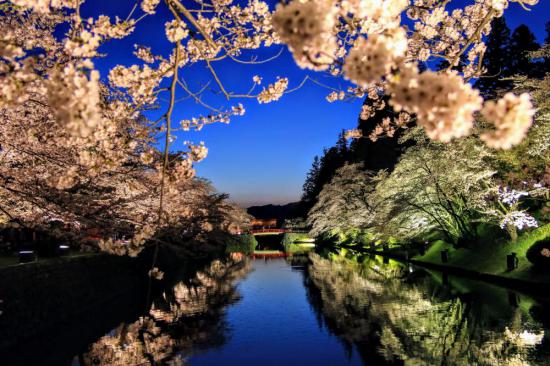 2023/04/07 17:43/松が岬公園の桜ライトアップ始まりました!