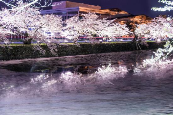 夜桜ライトアップ風景:2023/04/07 17:52