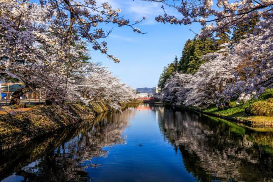 2025/04/02 18:40/2025年松が岬公園(上杉神社)桜情報