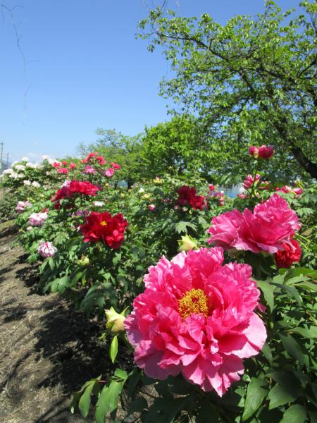 2025/05/13 13:06/高畠町太陽館公園内・まほろばの緑道のぼたん園が見頃を迎えました